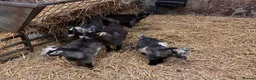 Goats livestock for sale: 12 week old Pygmy weather kids  - Advert 1