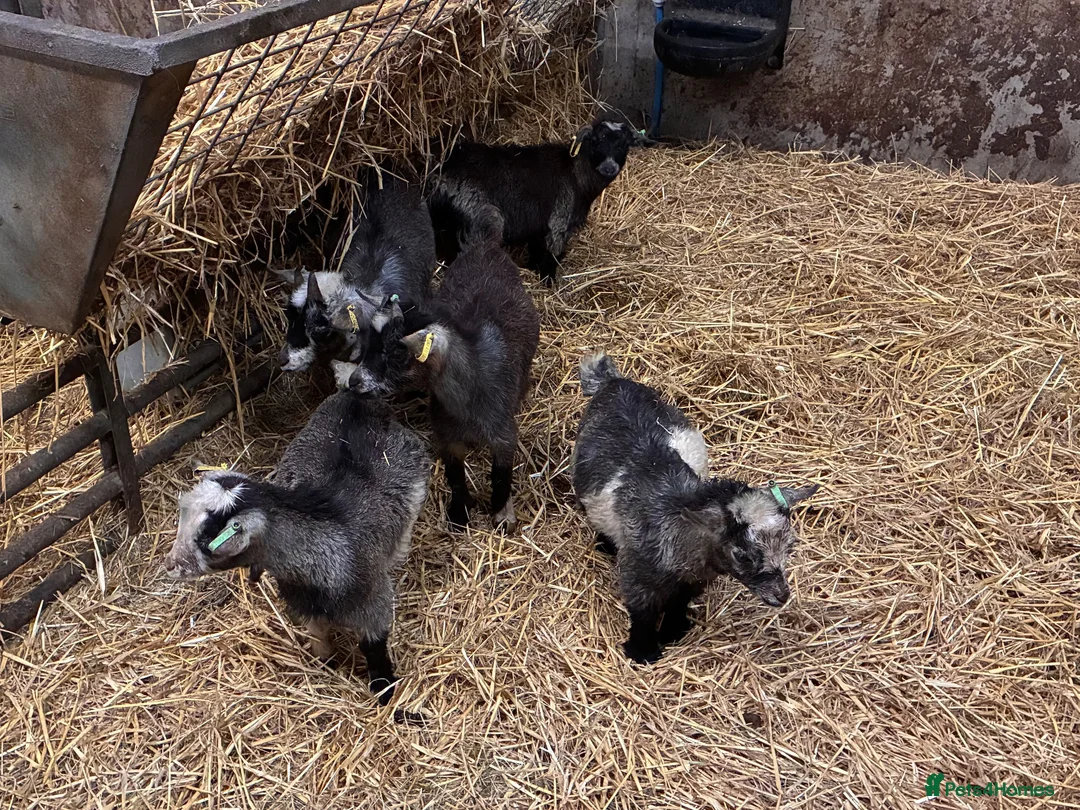 Goats livestock for sale: 12 week old Pygmy weather kids  - Advert 1