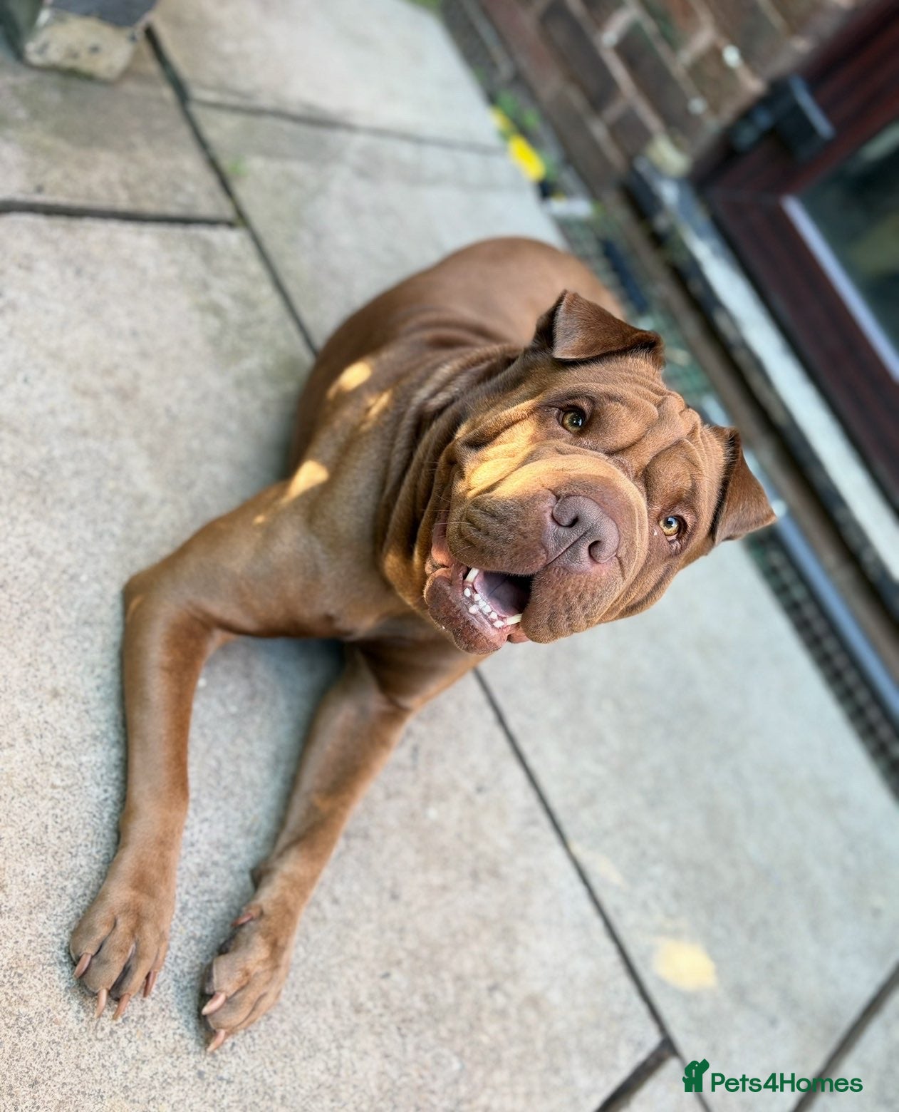 Shar Pei dogs Shar pei for sale  - Advert 1