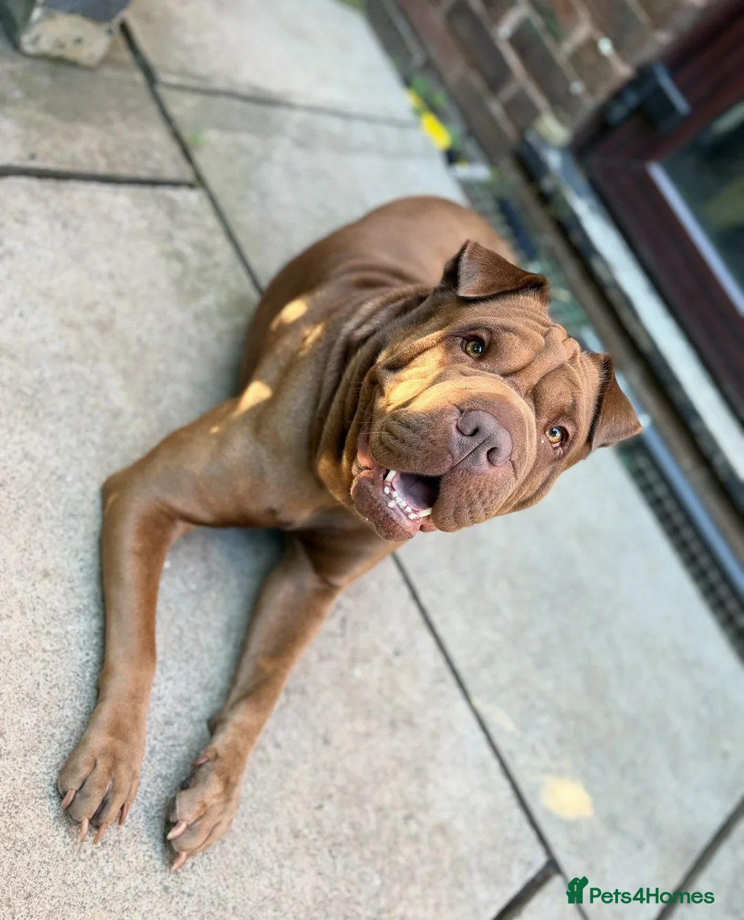 Shar Pei dogs for sale: Shar pei for sale  - Advert 1