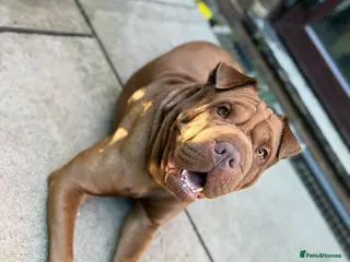 Shar Pei dogs Shar pei for sale - Advert 1