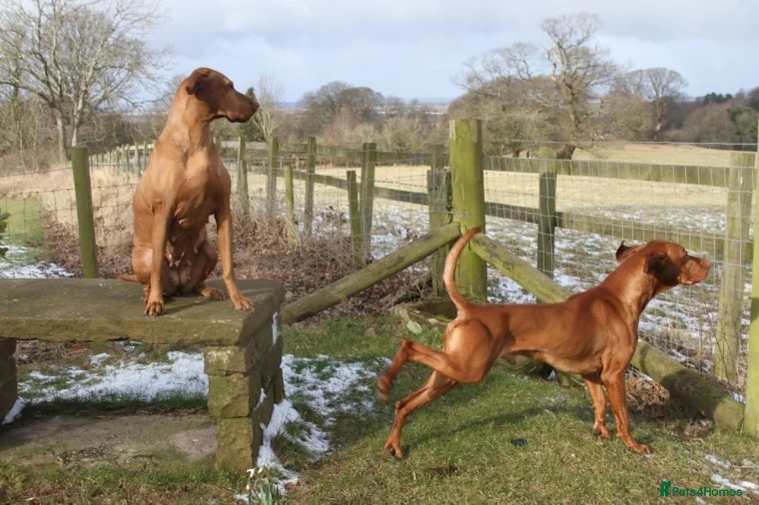 Hungarian Vizsla dogs for stud: Show Champion KC Reg Hungarian Vizsla for Stud in Brampton - Advert 8