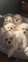 Bichon Frise dogs - Advert 5