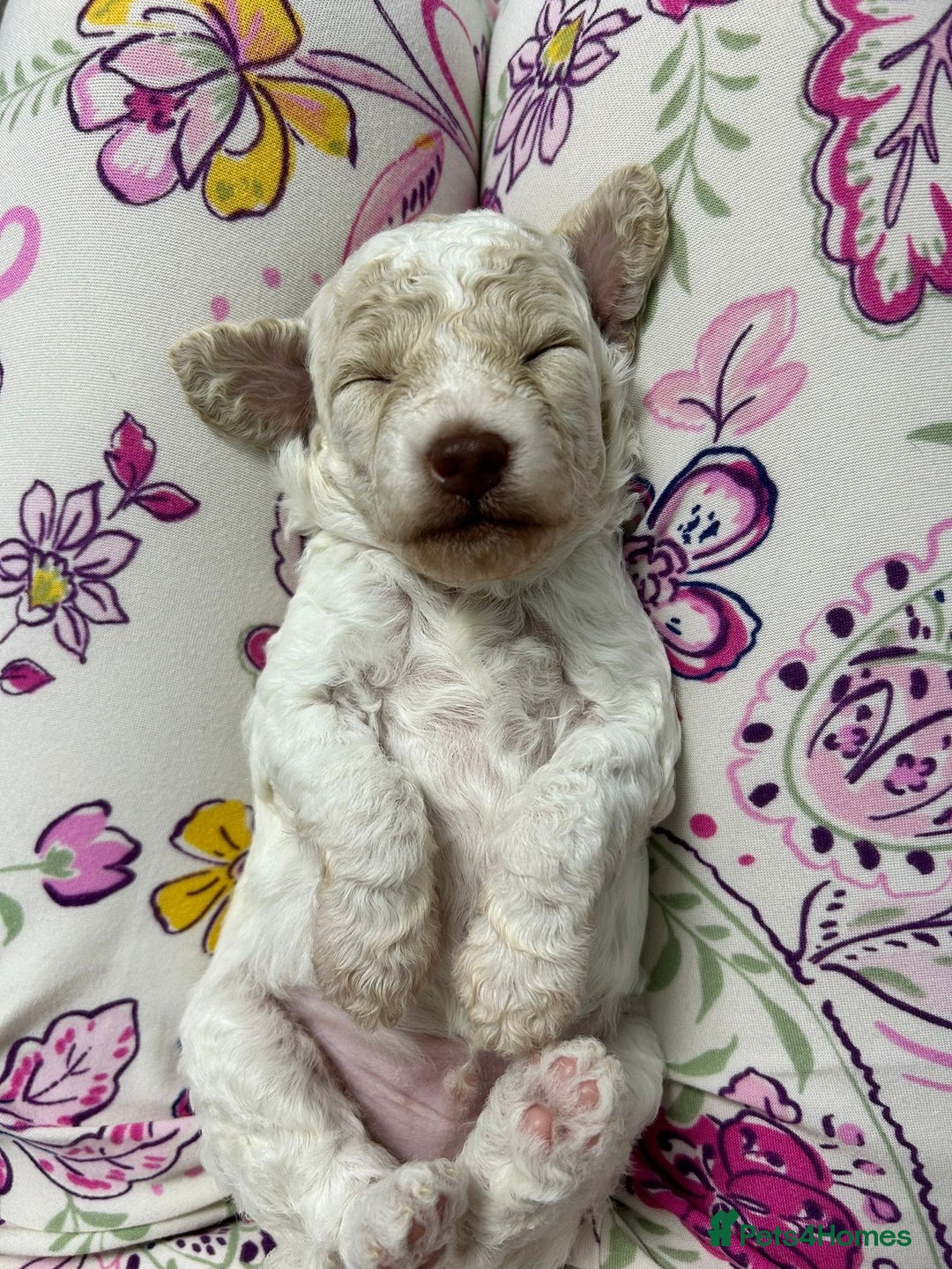 Toy Poodle dogs for stud: KC REGISTERED HEALTH TESTED TOY POODLE in Chester-le-Street - Advert 10