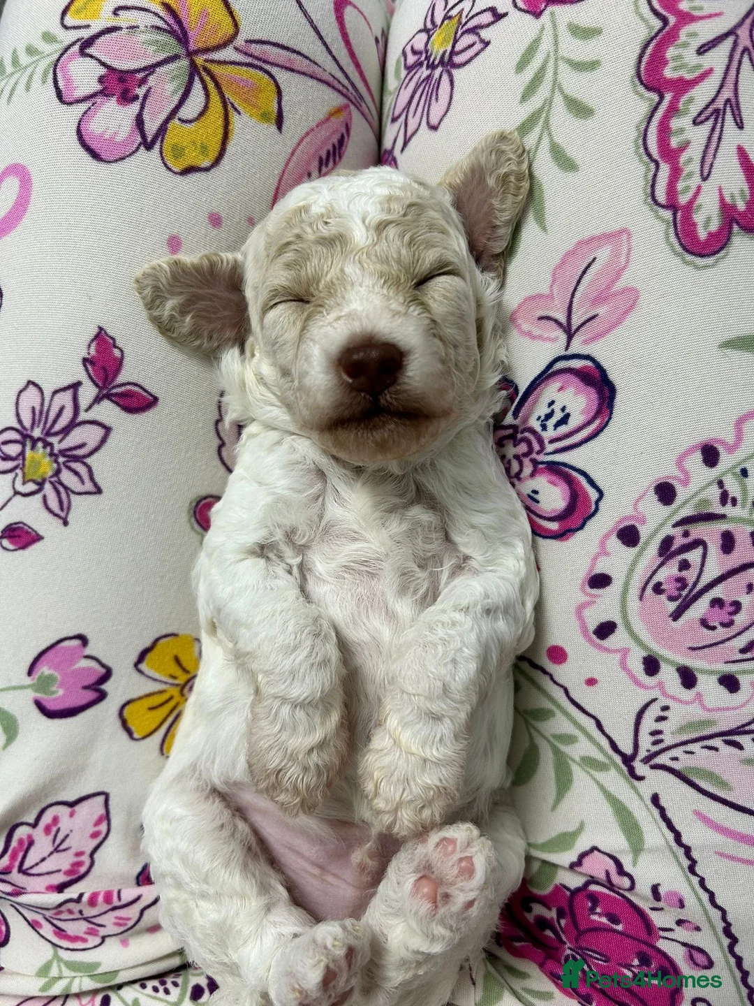 Toy Poodle dogs for stud: KC REGISTERED HEALTH TESTED TOY POODLE in Chester-le-Street - Advert 10