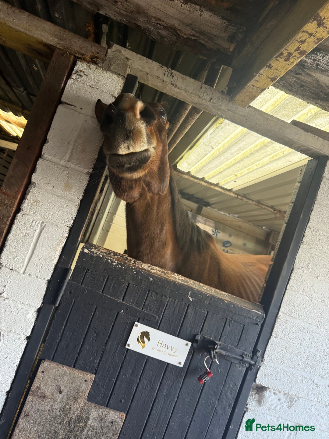 English Thoroughbred horses for sale: For Sale: 16hh 5-year-old Thoroughbred gelding - Advert 6