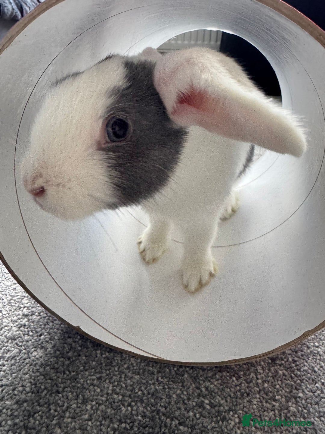 Mixed Breed rabbits for sale: 2 Bunnies with cage and all remaining supplies  - Image 5