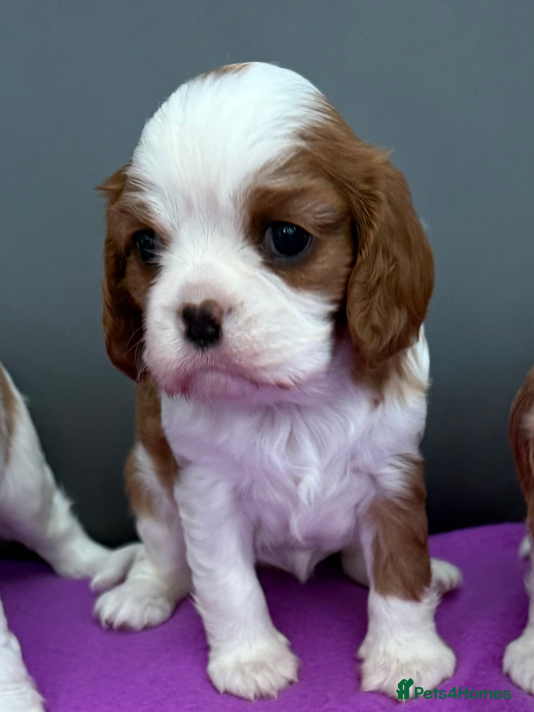 Cavalier King Charles Spaniel dogs Adorable Cavalier King Charles Spaniel  - Advert 14