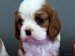 Cavalier King Charles Spaniel dogs Adorable Cavalier King Charles Spaniel - Advert 1