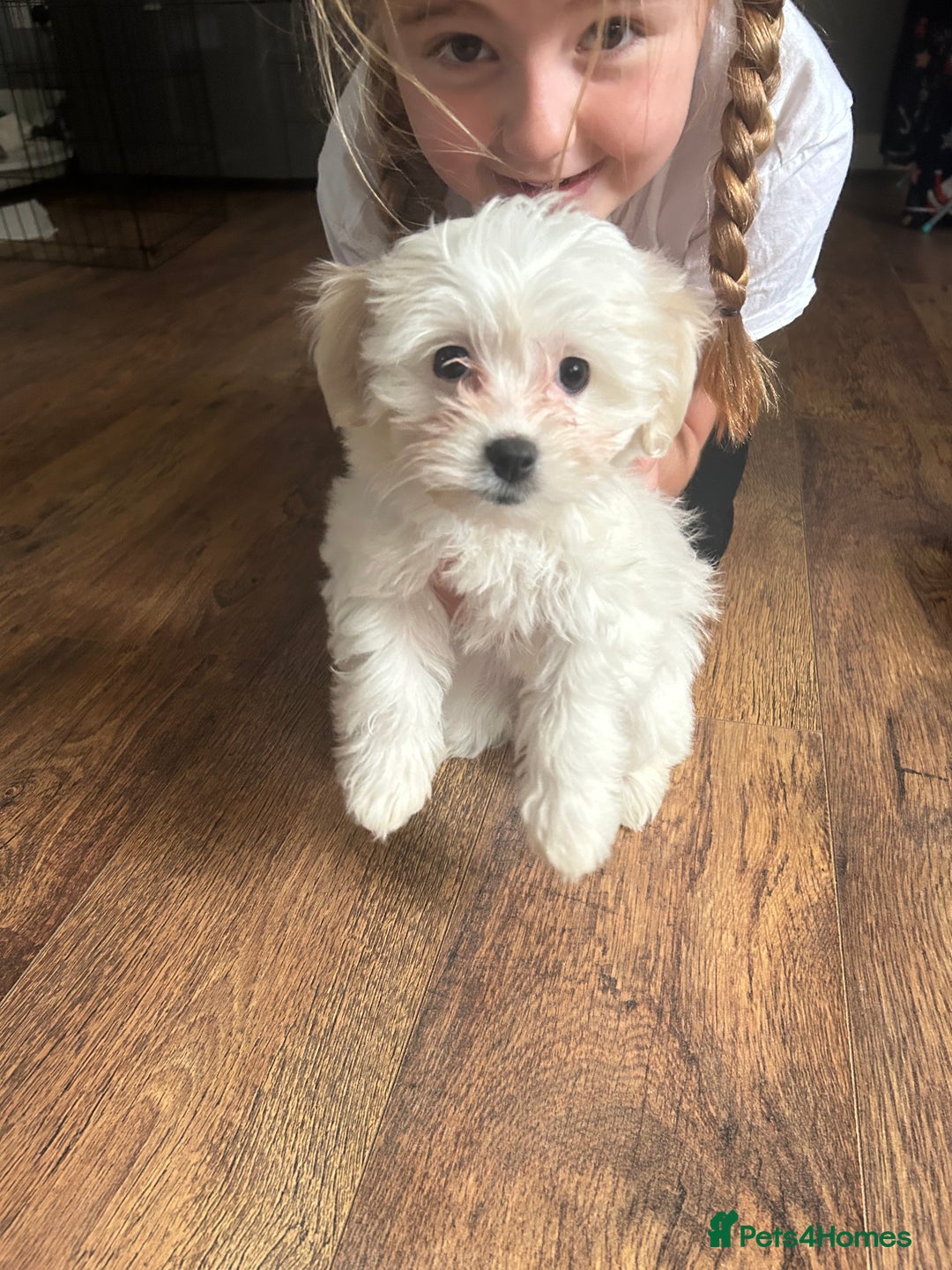 Mixed Breed dogs for sale: 🩷 ONE Beautiful Malitchon Babygirl 🩷 - Advert 4