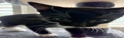 British Shorthair cats for sale: The Tuxedo Esquire, Sisters - Advert 9