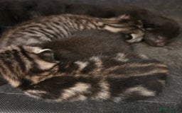 British Shorthair cats for sale: 6 beautiful mixed kittens - Image 1