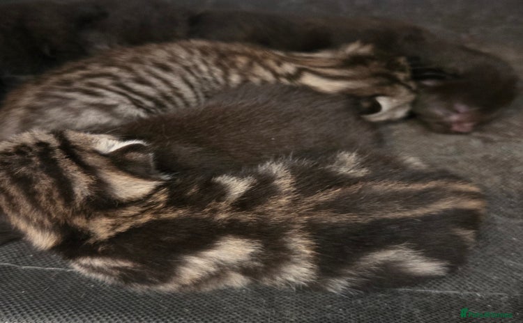 British Shorthair cats - Advert 1
