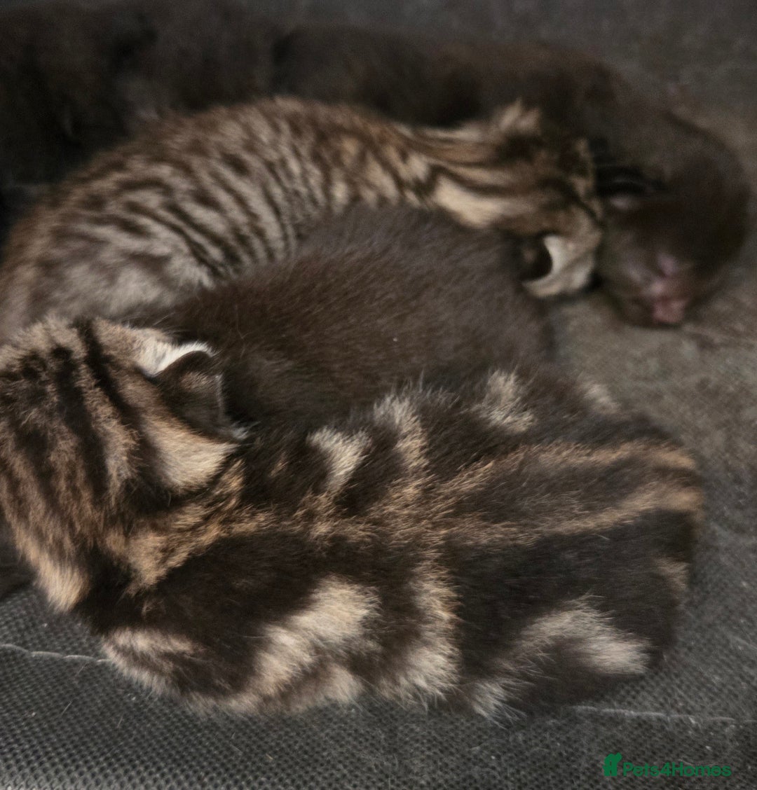 British Shorthair cats for sale: 6 beautiful mixed kittens - Image 1