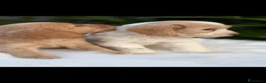 Cockapoo 5