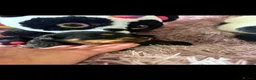 Rottweiler dogs for sale: Stunning litter of Rottweiler babies  - Advert 28
