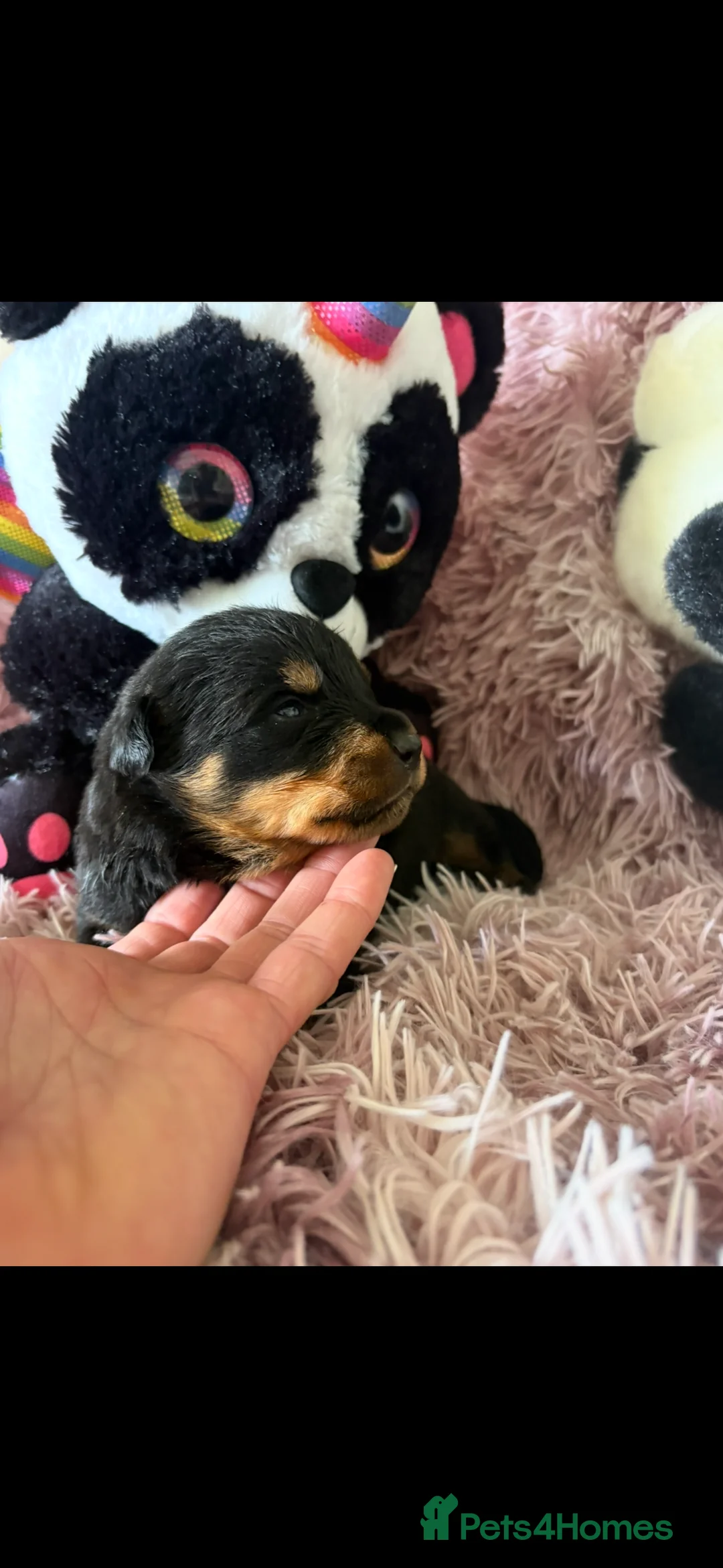 Rottweiler dogs for sale: Stunning litter of Rottweiler babies  - Advert 28
