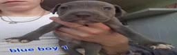 Mixed Breed dogs for sale: Beautiful Blue Staff x American Bully -LOVINGHOMES in Stockport - Advert 4