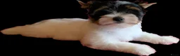 Biewer Terrier dogs for sale: Rare Larger Biewer Terrier Puppies - Advert 2