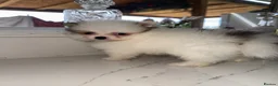 Pomeranian dogs for sale: Tiny Russian Teddy Pomeranians  - Advert 21
