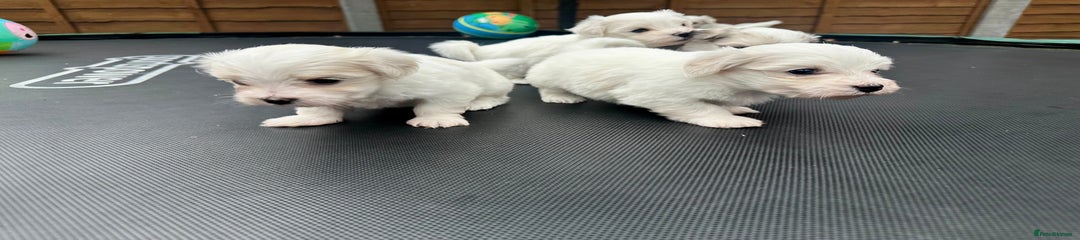 Maltese Puppy 3
