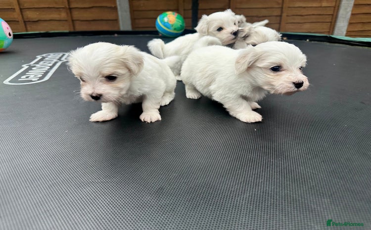 Maltese dogs - Advert 9