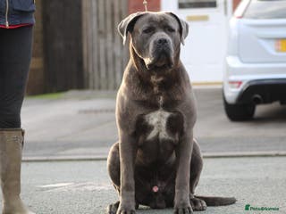 Cane Corso dogs Dell’Angra / Del Dyrium stud in Manchester - Advert 6