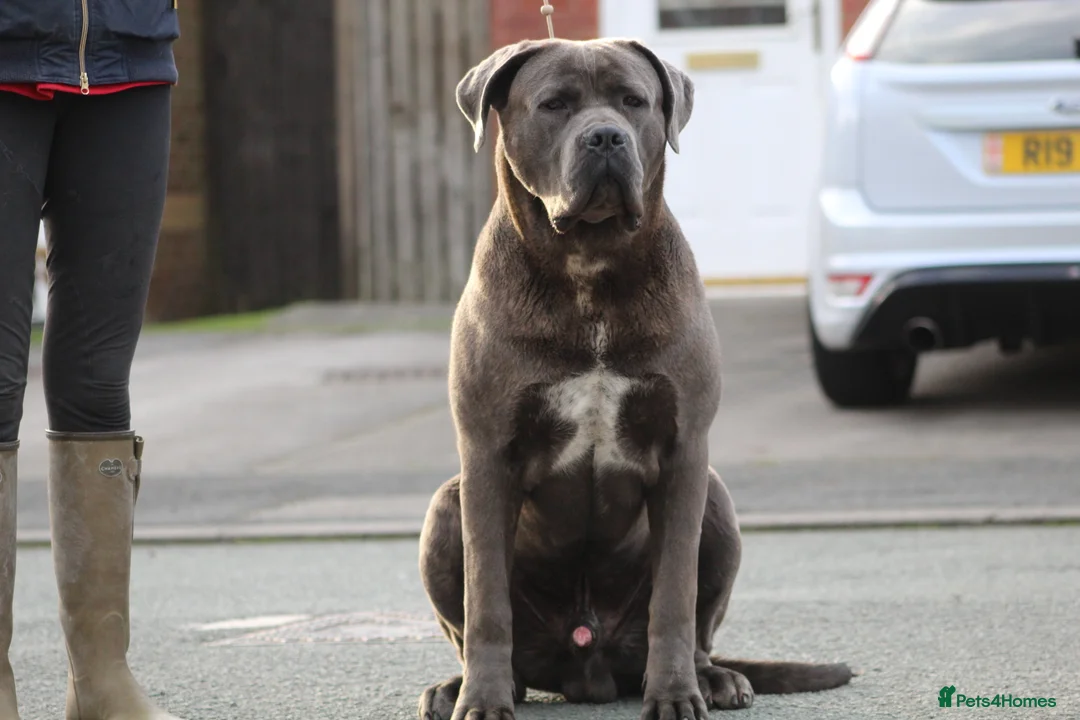 Cane Corso dogs for stud: Dell’Angra / Del Dyrium stud  in Manchester - Advert 1