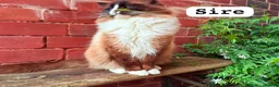 Ragdoll cats for sale: Beautiful Ragdoll boy  - Advert 3