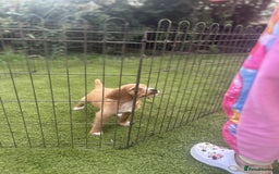 Cocker Spaniel dogs for sale: Cocker spaniel puppy - Image 1