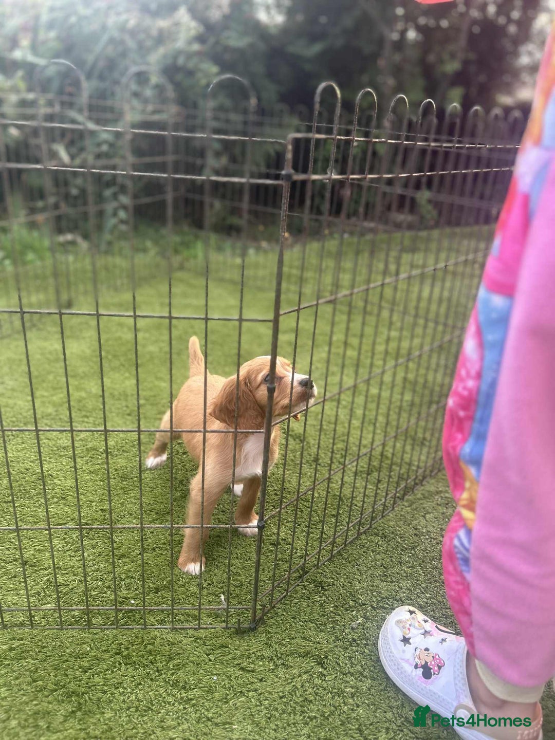 Cocker Spaniel dogs for sale: Cocker spaniel puppy - Image 1