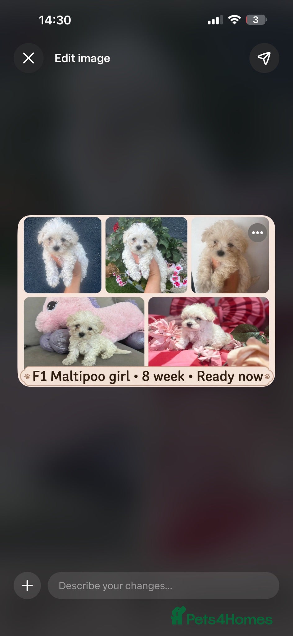 Maltipoo dogs Beautiful small quality Maltipoo puppies  - Advert 2