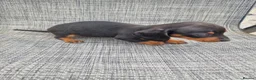 Dachshund dogs for sale: Dachshund puppies 8wks - Advert 25
