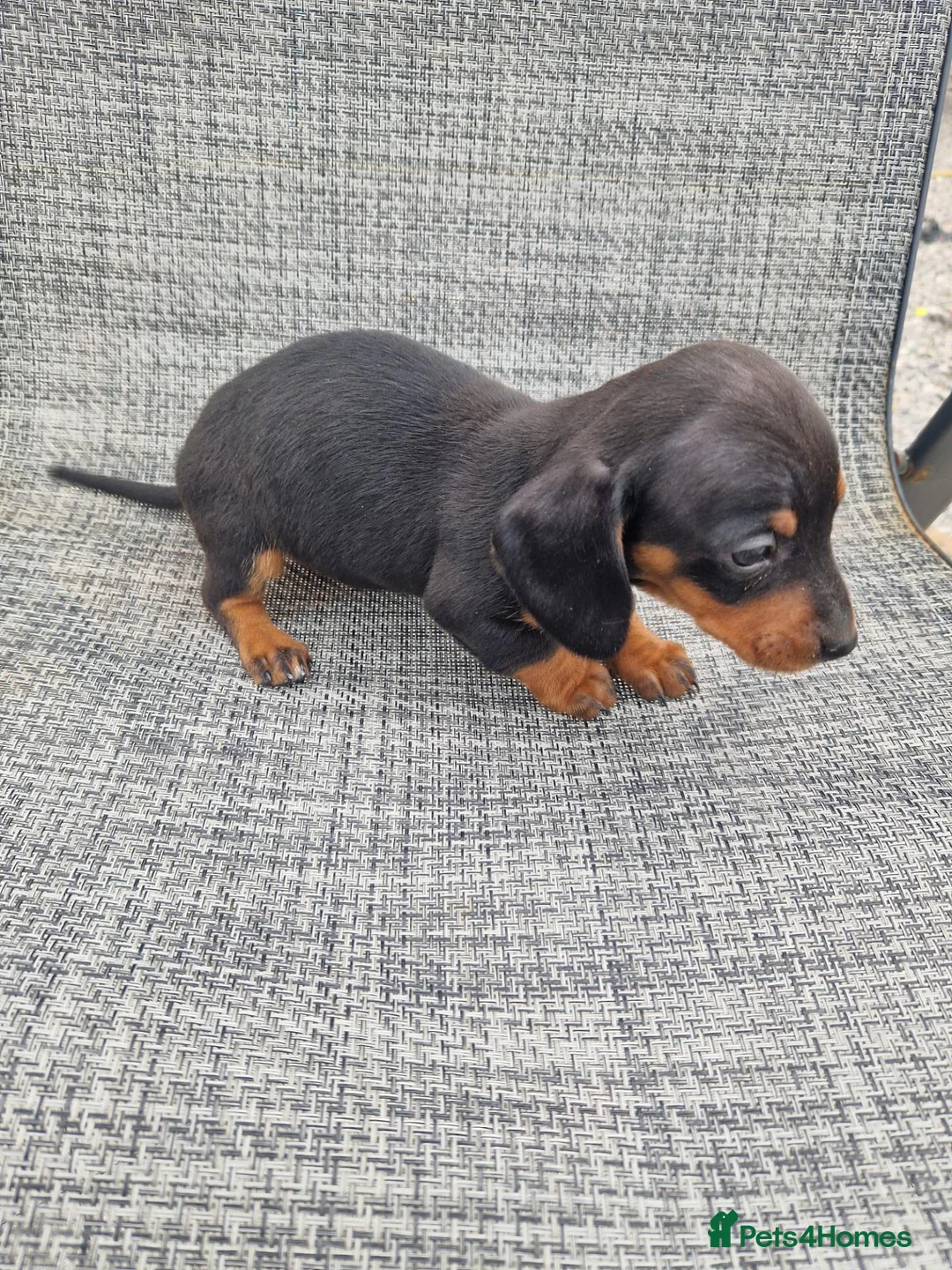 Dachshund dogs for sale: Dachshund puppies 8wks - Advert 25