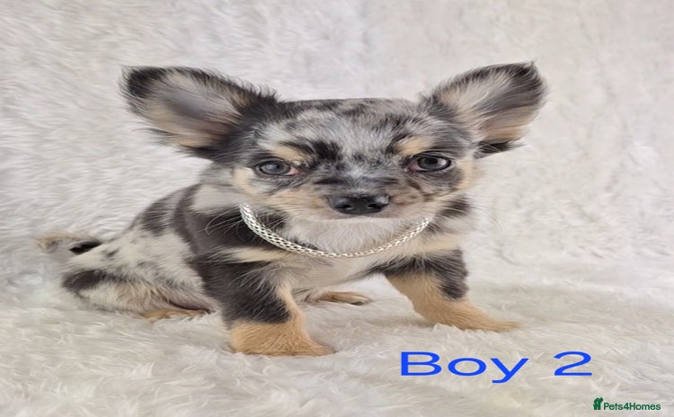 Chihuahua dogs - Advert 2