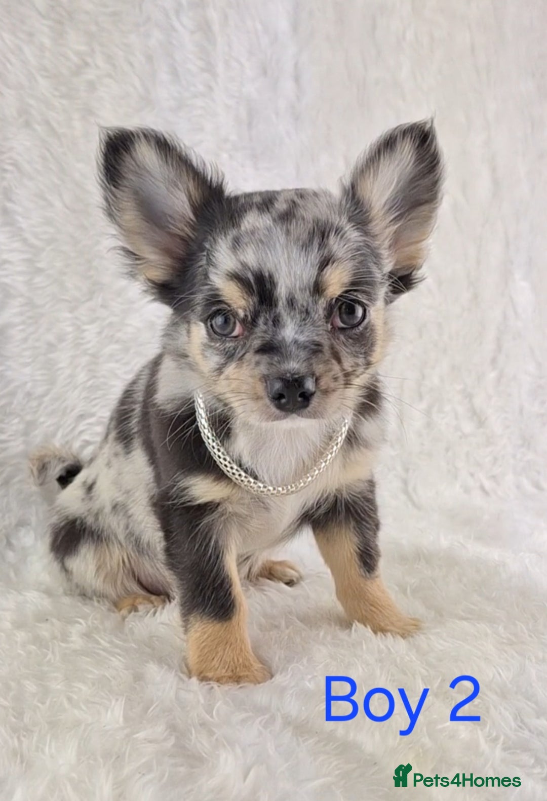 Chihuahua dogs for sale: ❣️Long Coat ❣️ Stunning Quality Chihuahuas  - Image 3