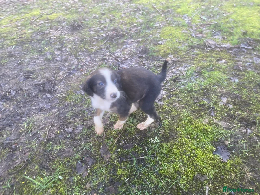 Mixed Breed dogs for sale: Saluki x greyhound  - Advert 6