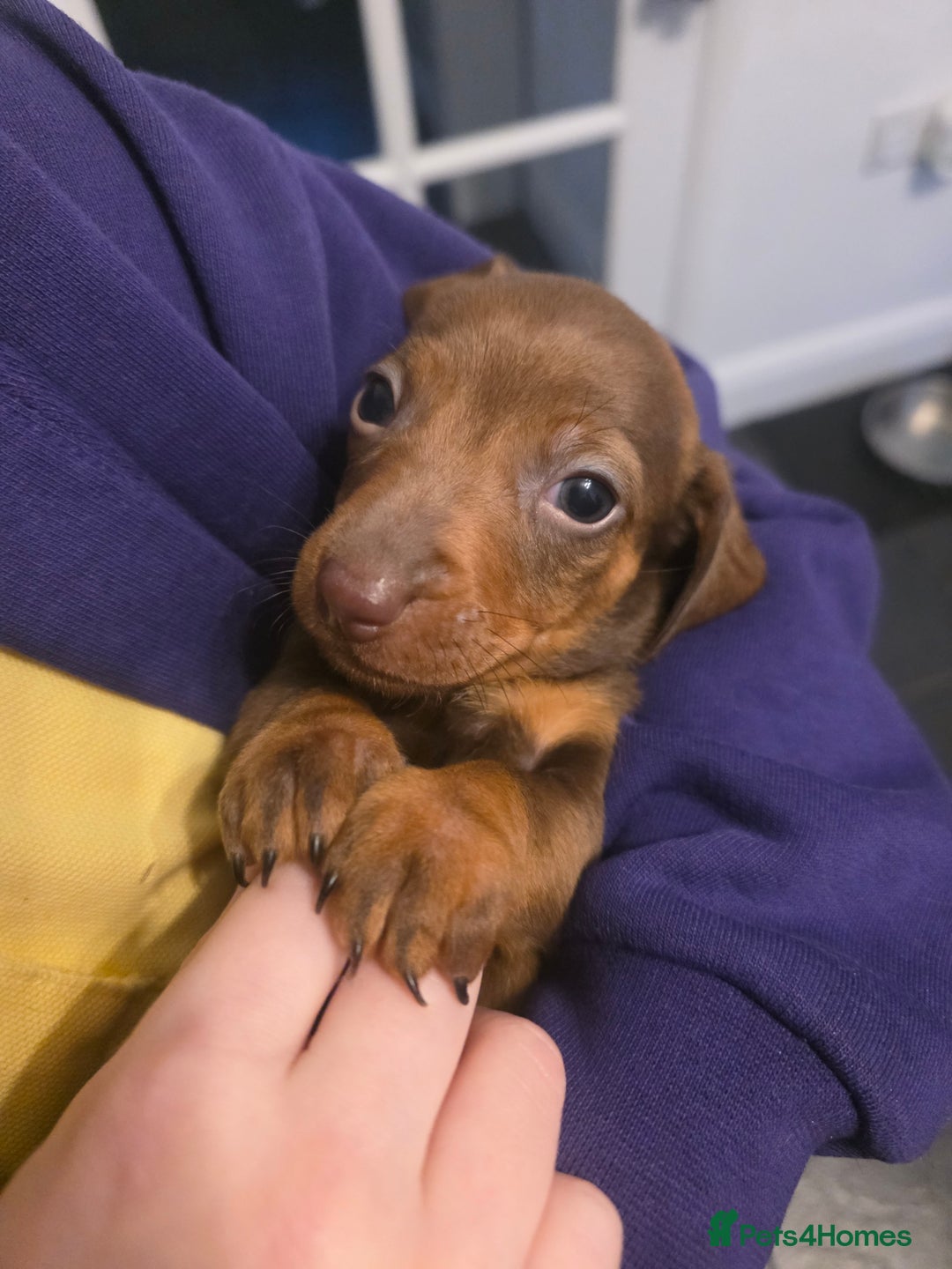 Dachshund dogs for sale: Dachshund  - Advert 40