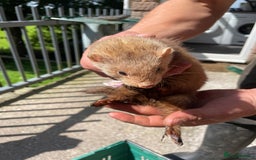 Ferret rodents for sale: Mixed ferrets  - Image 1