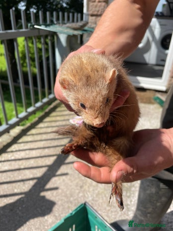 Ferret rodents - Advert 7
