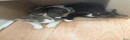 Domestic Shorthair cats for sale: 3mo Kittens: Vet Checked & Litter Trained - Advert 9