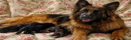 German Shepherd dogs for sale: Beautiful German Shepherd Puppies  - Advert 15