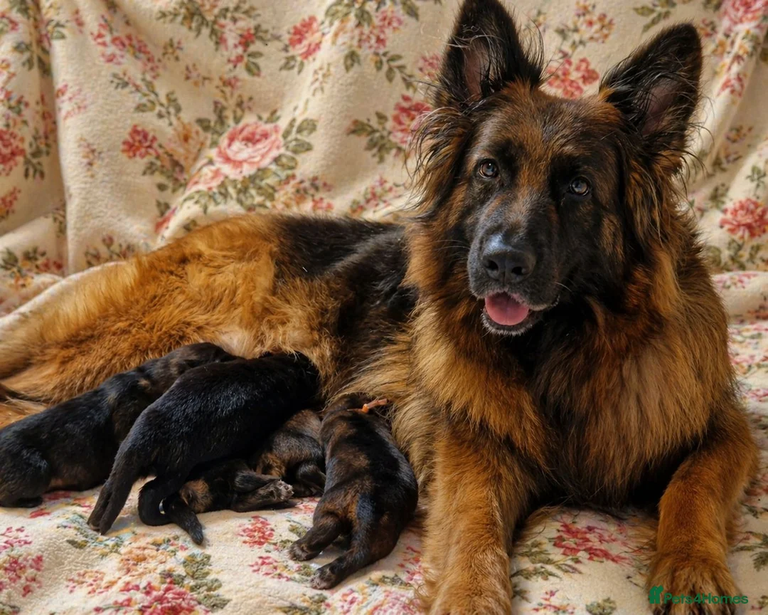 German Shepherd dogs for sale: Beautiful German Shepherd Puppies  - Advert 15