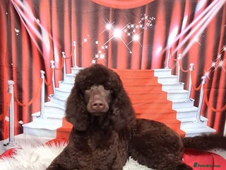 Poodle dogs in Dunblane - Advert 17