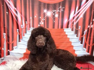 Poodle dogs Chocolate standard poodle available for stud duty in Dunblane - Advert 7