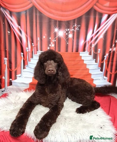 Poodle dogs Chocolate standard poodle available for stud duty in Dunblane - Advert 1