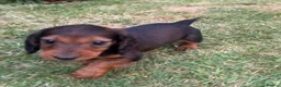 Dachshund dogs for sale: Longhaired Dachshunds small standardard - Advert 11