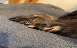 Domestic Shorthair cats for sale: 3 fluffy boys  - Image 6