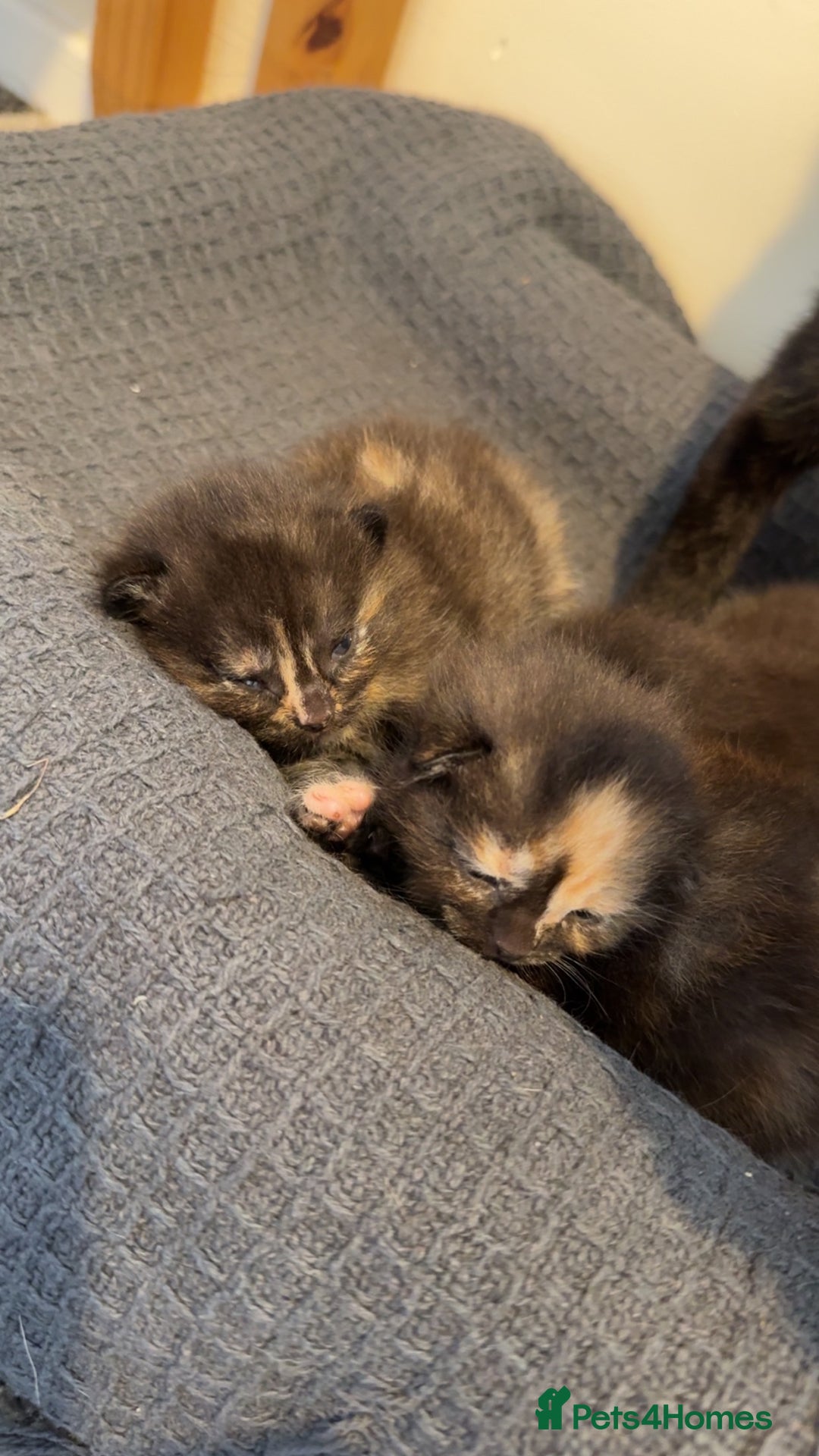 Domestic Shorthair cats for sale: 3 fluffy boys  - Image 6