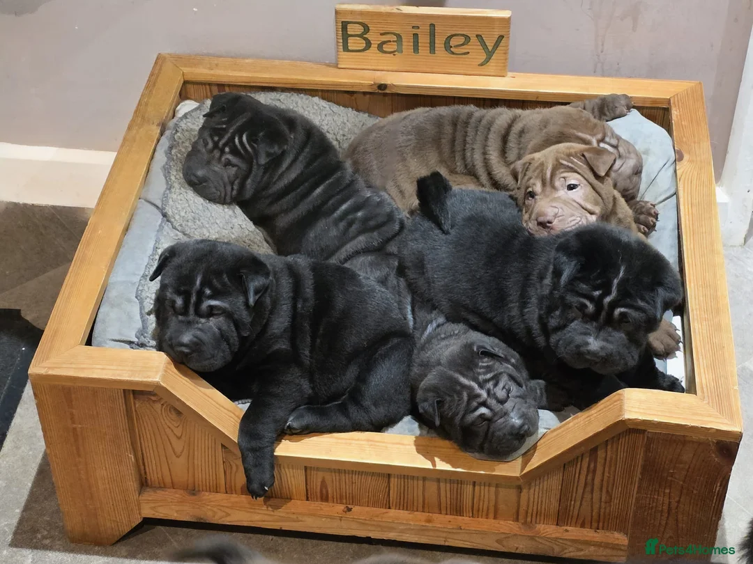 Shar Pei dogs for sale: 5 girls and one boy - Advert 3